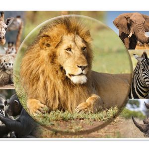 HERMA Schreibunterlage Afrika Tiere 55 x 35 cm