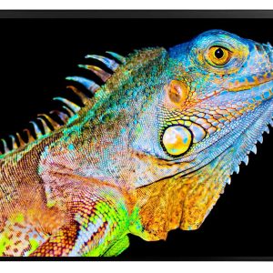 Kolma Schreibunterlage Undercover Poster Exotic 50 x 34 cm